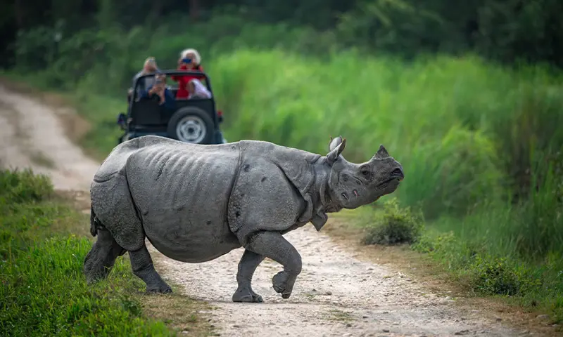 Kaziranga National Park Aasam